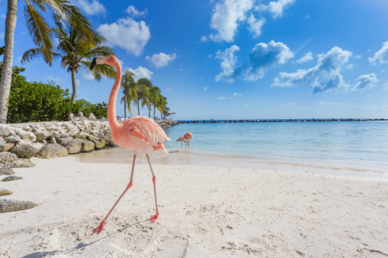 Imagen de Aruba